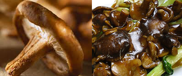 Mengenal Jenis Jamur untuk Memasak